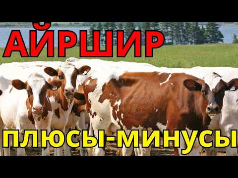 Видео: лучшая порода фермера Айрширская порода