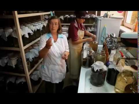 Видео: Пиявки. Научные факты