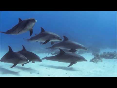 Видео: Глубины  Моря из к/ф «Капитан Немо»