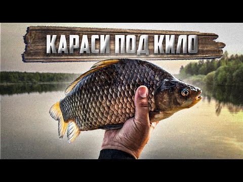 Видео: ВОТ ЭТО ЛАПТИ ПОД КИЛО. КАРАСЬ НА ФЛЭТ. Рыбалка на Лесном Озере с Ночевкой.