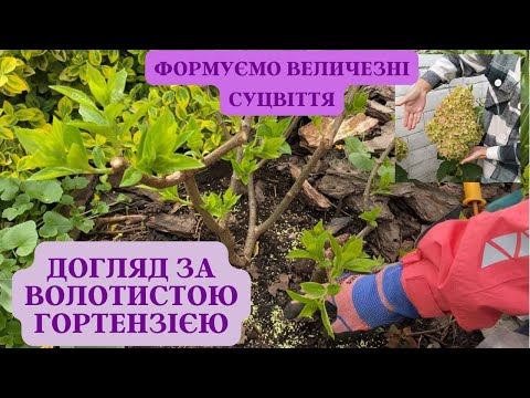 Видео: Хто бажає мати великі суцвіття на гортензії, відео для вас 🌸