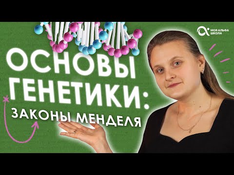 Видео: ЗАКОНЫ МЕНДЕЛЯ 🤔 биология простым языком 🔥