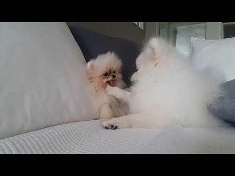 Видео: Первое знакомство моих собак, первый год нашей семейной жизни