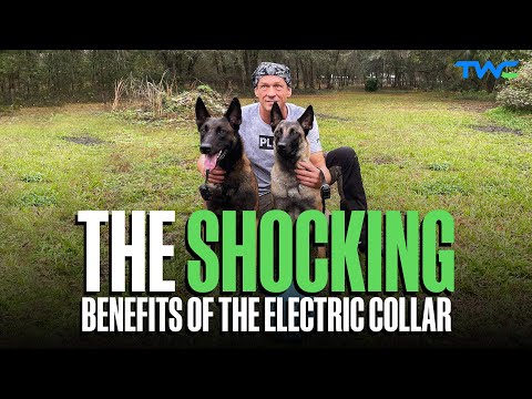 Видео: ШОКИРУЮЩИЕ ПРЕИМУЩЕСТВА ЭЛЕКТРИЧЕСКОГО ОШЕЙНИКА