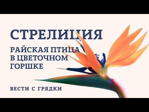 Видео: Стрелиция. Райская птица в цветочном горшке