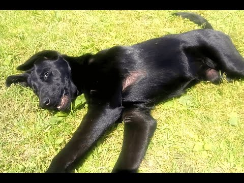 Видео: Команда "Умри!" Мои ошибки при изучении команд