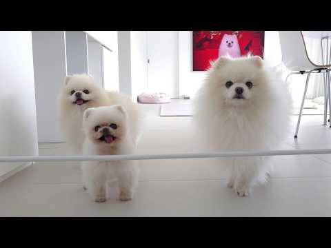 Видео: Щенок, который еще более разговорчив, чем Понгки, которого посетили!