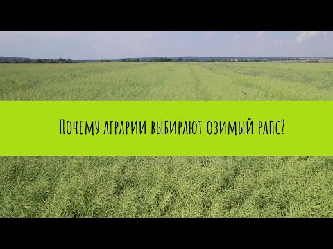 Видео: Озимый рапс: защита, технология, отзывы о гибридах компании Лидеа