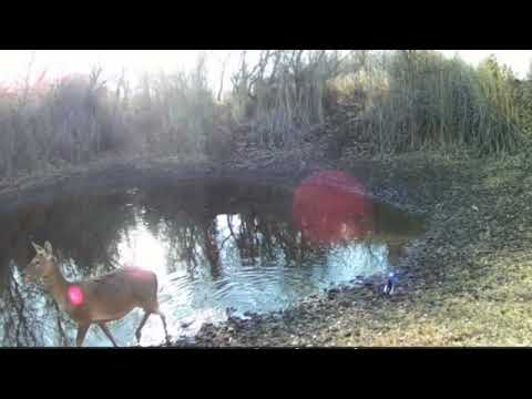 Видео: Каракалпакистан Бадай тугай.