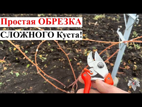 Видео: Простая ОБРЕЗКА СЛОЖНОГО Куста ВИНОГРАДА