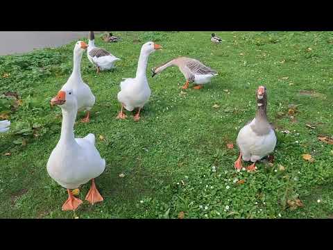 Видео: ГЪСКИТЕ