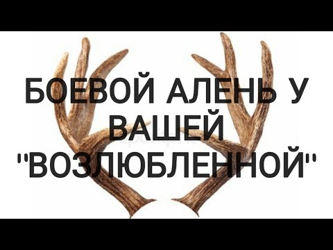 Видео: БОЕВОЙ АЛЕНЬ ИДЁТ В АТАКУ!!!!