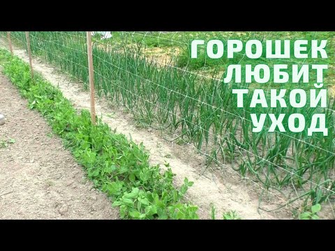 Видео: Уход За ГОРОШКОМ После ВСХОДОВ. Обзор грядок.