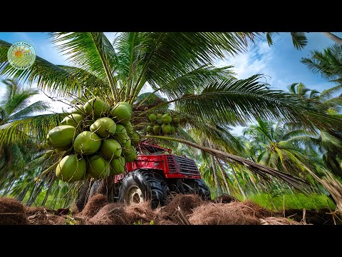 Видео: Как тайские фермеры собирают кокосы и перерабатывают миллионы тонн свежих кокосов