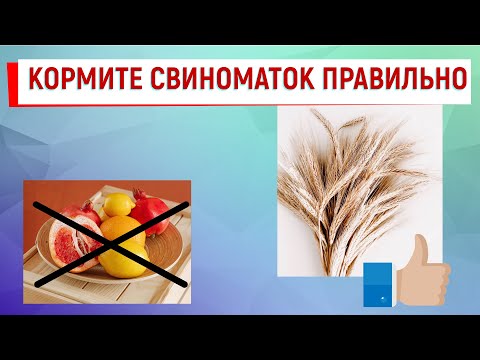 Видео: Кормление холостых и супоросных свиноматок 2/2
