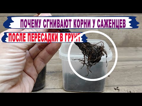 Видео: 🍇 Вот от ЭТОГО погибают саженцы винограда после пересадки в грунт. Сгнили КОРНИ, засохли ПОБЕГИ.