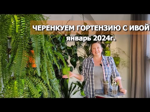 Видео: НАЧИНАЕМ! ЧЕРЕНКОВАНИЕ ГОРТЕНЗИЙ ЗИМОЙ С ИВОЙ | ЧЕРЕНКУЕМ ГОРТЕНЗИЮ В ЯНВАРЕ 2024г