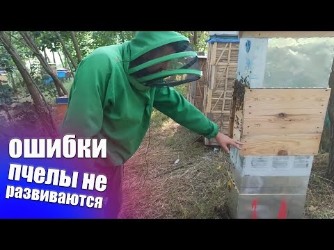 Видео: Пчеловодство для начинающих. Ошибки начинающих пчеловодов. Пчелы не развиваются в чем причина