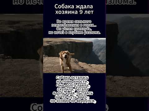 Видео: Собака ждала  9 лет