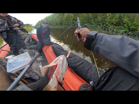Видео: ЧУТЬ НЕ ОТКУСИЛА МНЕ ПИСЮН. ПРИМАНКА "ПИСЮH" КЛЮЕТ ВСЕ!!!