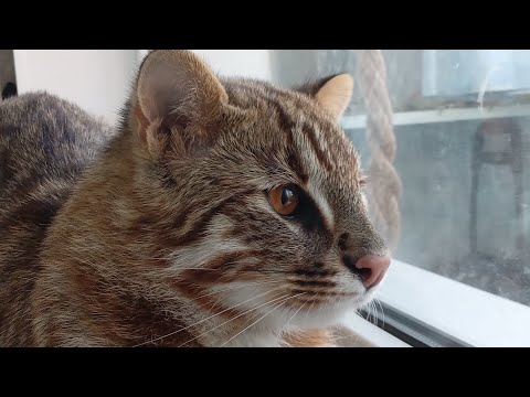 Видео: ДАЛЬНЕВОСТОЧНЫЙ КОТ И ЕГО МЕСТО СРЕДИ ЛЮДЕЙ