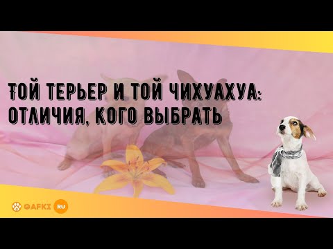 Видео: Той терьер и той чихуахуа: отличия, кого выбрать