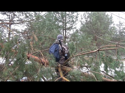 Видео: Тетерев в тепловизионном прицеле  Очередной выход по тетереву