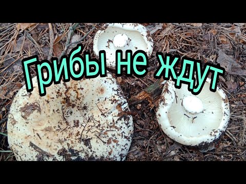 Видео: В лес за грибами.