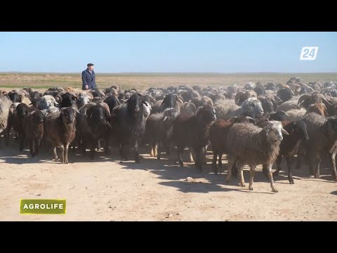 Видео: Почему сегодня казахстанский каракуль остается не востребованным? | AgroLife