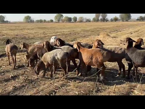 Видео: 12 Баш Койдой Козулар чыкты  +996-556-265-688