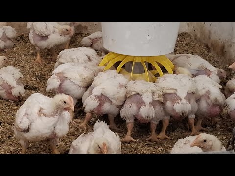 Видео: Чому Жовтий❓️Бройлер як бізнес-гормони хімія БМВД‼️Кращий🐔45-60днів чи 4-6місяців❓️