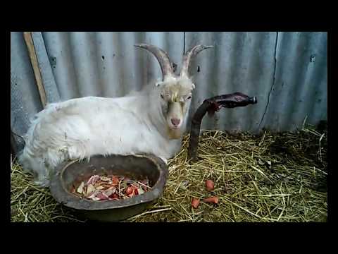 Видео: 🤓Сухая кастрация 😱козла🐐.