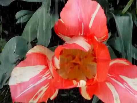 Видео: Шпильки -  Фантазия