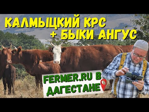 Видео: Мясной скот компании Аскор. Зачем нужен КРС компании которая разрабатывает и производит премиксы?