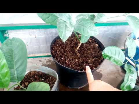 Видео: Какой вазон для пересадки лимона я использую.