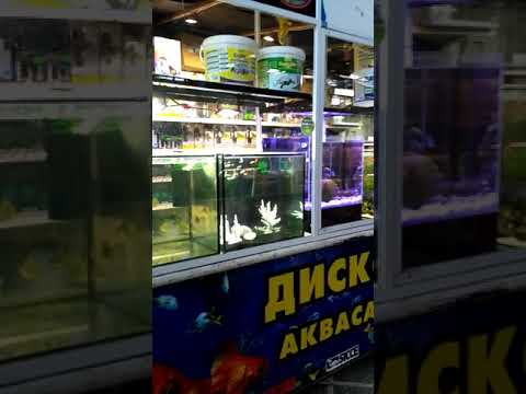 Видео: Аквасалон "Конго"