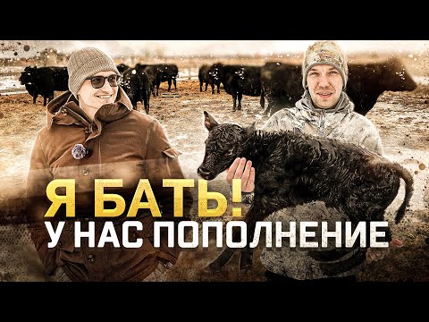Видео: 7 серия | Коровы Black Angus начали телиться. Едем в Тулу за станками и строим загон.