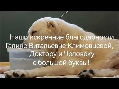 Видео: Лариэль. Трудные роды. Как спасти щенков и маму.