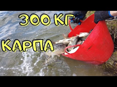 Видео: ЗАПУСКАЕМ В ОЗЕРО 300 КГ КАРПА! ЗАРЫБЛЕНИЕ 2021.
