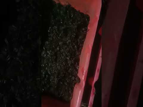 Видео: Заселение кокона червя полосатика.