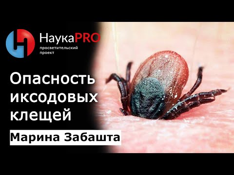 Видео: Иксодовые клещи: переносчики природно-очаговых инфекций – зоолог Марина Забашта | Научпоп