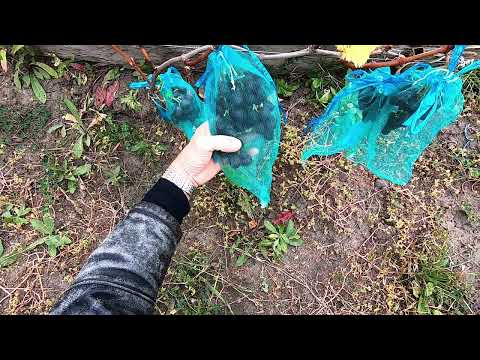 Видео: Виноградный антирекорд.