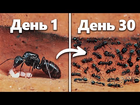 Видео: Моделирование Муравьиной Колонии В Течение 30 Дней