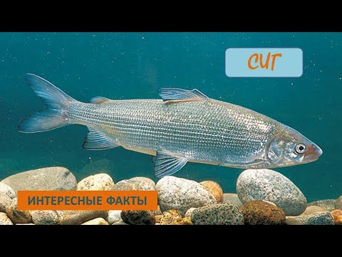 Видео: СИГ🐟/Древняя рыбка🐟🐟🐟👍