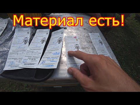 Видео: ПЛЕМЕННОЙ материал от Сергея Рауша! Подсадка маток на лупящийся расплод