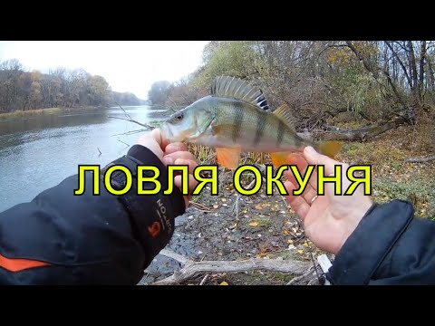 Видео: На реку за окунем.  Ловля окуня на спиннинг в ноябре!