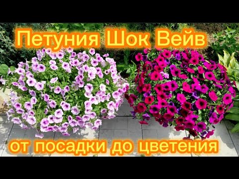 Видео: Петуния Шок Вейв.От посадки до цветения.