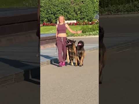 Видео: Love love love 💕 Танцы с собаками. Высший пилотаж💃🐕🐕🐕💞💞💞