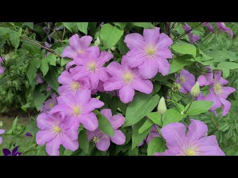 Видео: Как за 5 дней октября убрать сад и подготовить розы к зиме! Советы профессионального Садовника!