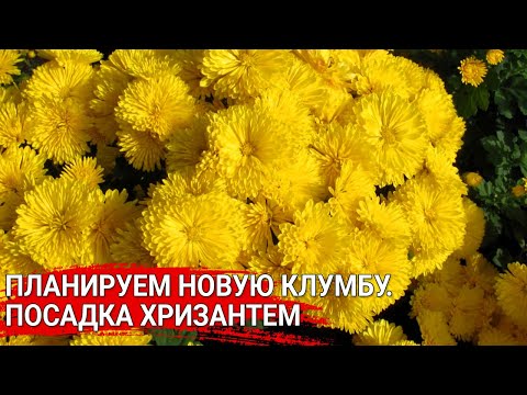 Видео: Планируем новую клумбу. Посадка хризантем